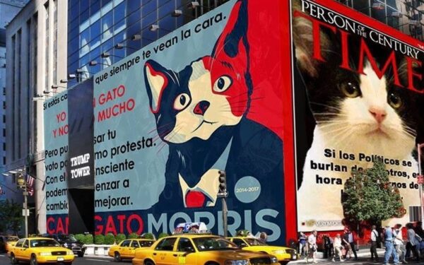 Meksikos miesto meru taikosi tapti katinas