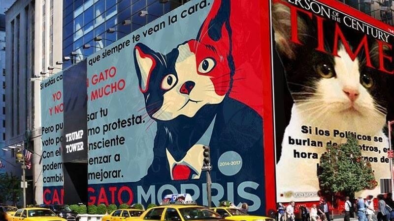 Meksikos miesto meru taikosi tapti katinas