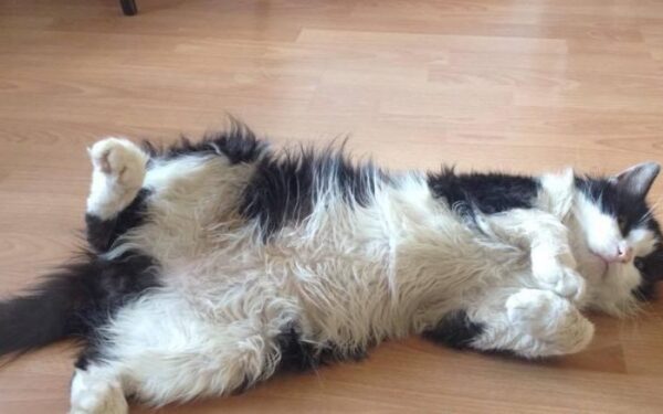 Globotinio pusryčiai: Karveliškių katinėlis