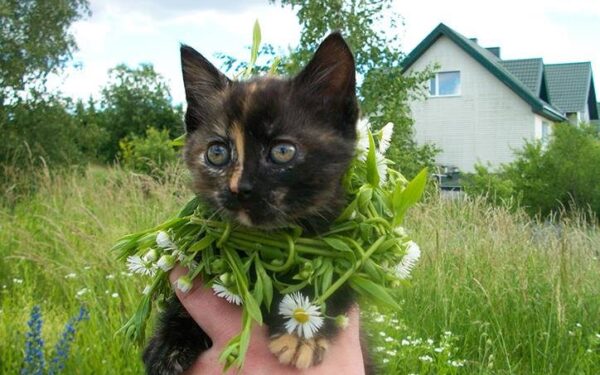 Globotinio pusryčiai: du mažyliai ieško namų