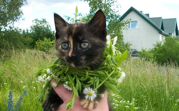 Globotinio pusryčiai: du mažyliai ieško namų