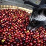 Brangiausia pasaulio kava besituštinantys žinduoliai žiauriai išnaudojami