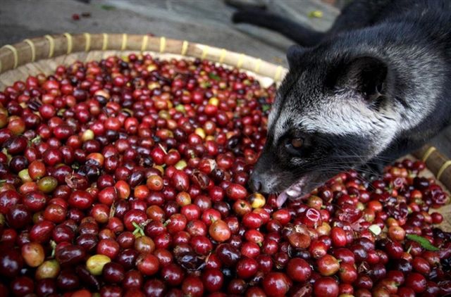 Brangiausia pasaulio kava besituštinantys žinduoliai žiauriai išnaudojami