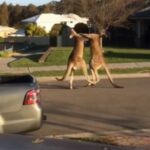 Australietiško pavasario ypatumai: gatvėje susimušė dvi kengūros (video)