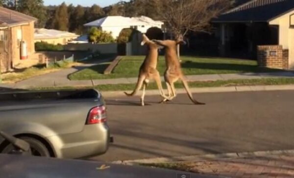 Australietiško pavasario ypatumai: gatvėje susimušė dvi kengūros (video)