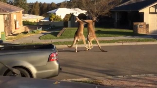 Australietiško pavasario ypatumai: gatvėje susimušė dvi kengūros (video)