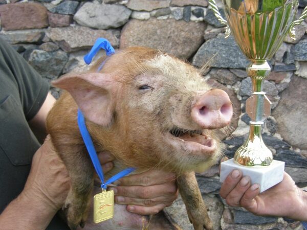 Pakruojo dvaras virto paršelių lenktynių trasa