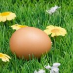 Visa tiesa apie kiaušinius - ženklinimas