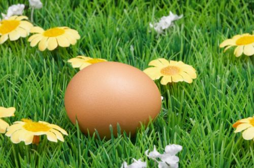 Visa tiesa apie kiaušinius - ženklinimas