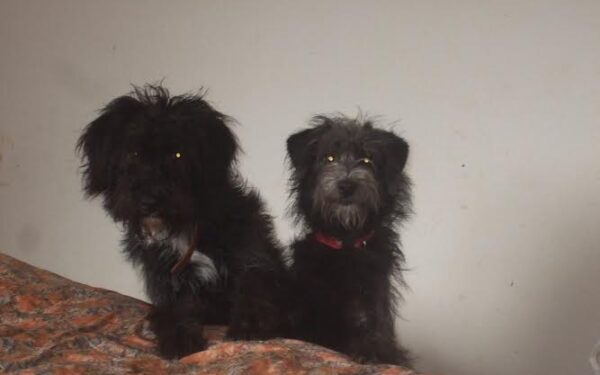 Globotinio pusryčiai. Namų ieško broliukas Kilkis ir sesutė Negrita (foto)