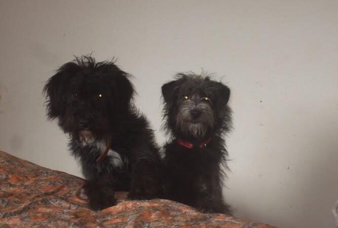 Globotinio pusryčiai. Namų ieško broliukas Kilkis ir sesutė Negrita (foto)