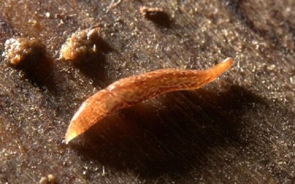 Mokslininkai atrado 60 akių turinčią kirmėlę