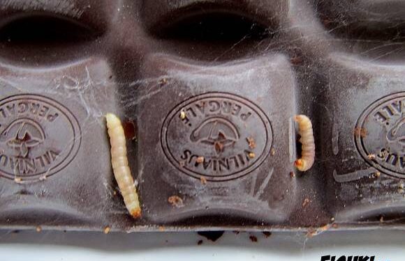 Kirmėlės šokolade su riešutais – dėl vartotojų kaltės (video)