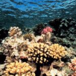 Šio amžiaus pabaigoje nebeliks koralinių rifų