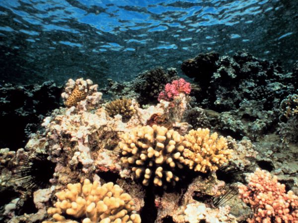 Šio amžiaus pabaigoje nebeliks koralinių rifų