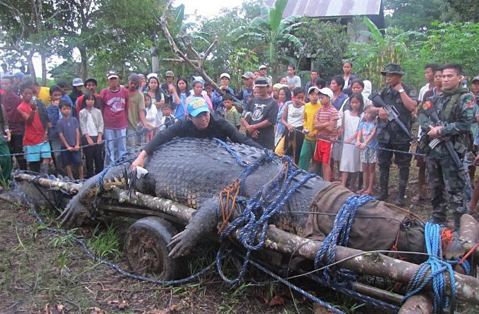 Filipinuose sugautas toną sveriantis krokodilas