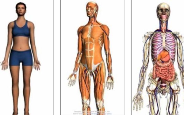 Žmogaus viduriai – trimatėje „Google“ naršyklėje (video)