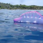 Šis violetinis jūrų gyvis – požymis