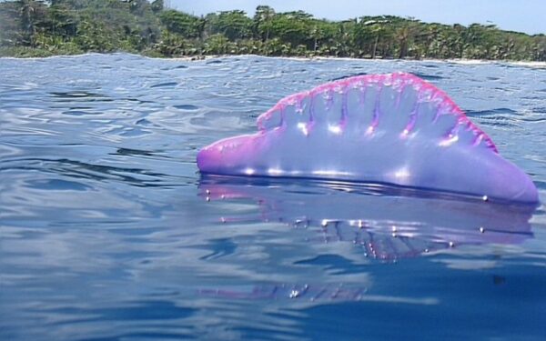 Šis violetinis jūrų gyvis – požymis, kad vandenynuose slepiasi ateiviai? (Video)