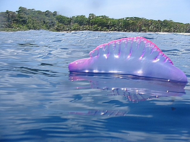 Šis violetinis jūrų gyvis – požymis