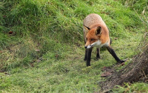 Lapė pavogė išmanųjį telefoną ir savininkui išsiuntė SMS žinutę