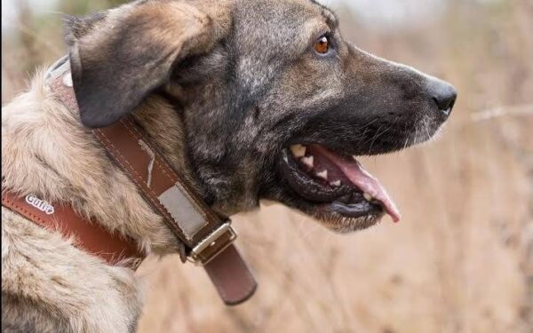 Globotinio pusryčiai: Largo pasiruošęs keliauti į namus