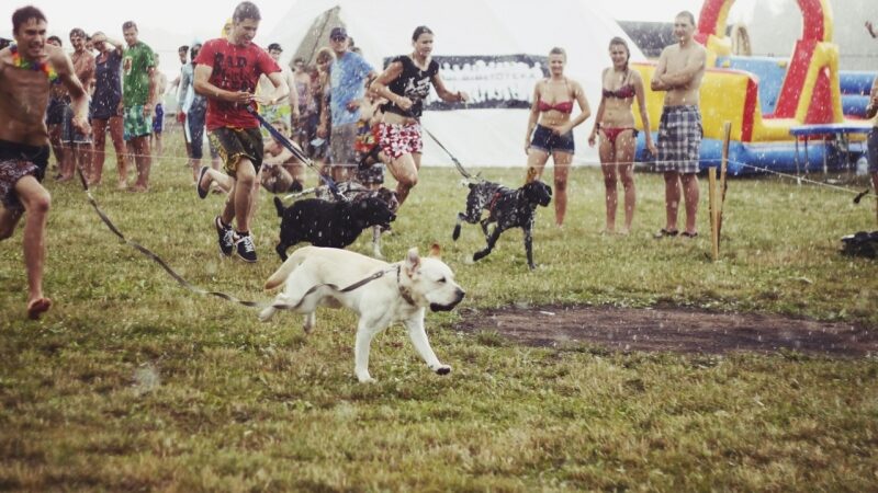 Festivalyje „Galapagai“ – šunų ir jų šeimininkų lenktynės