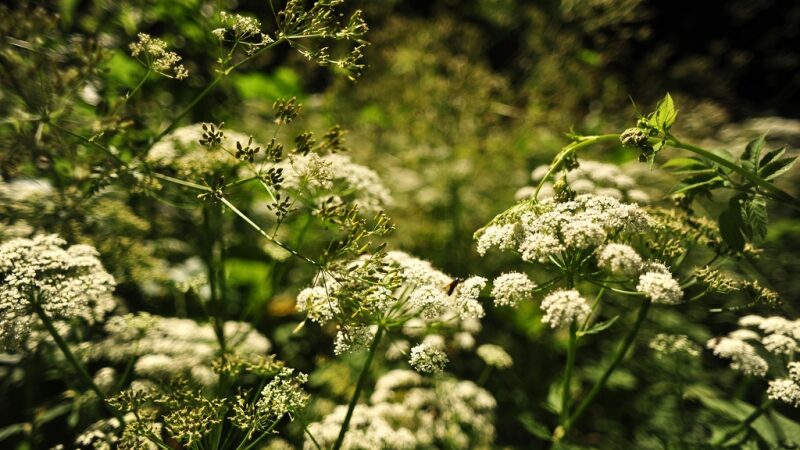 Miestuose pasklis Lietuvos kvapas