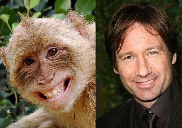 Žurnalas „Žvėrys“: įžymybės, kurios labai jau primena gyvūnus… (foto)