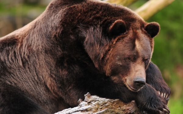 Lokys apiplėšė šokolodo parduotuvę