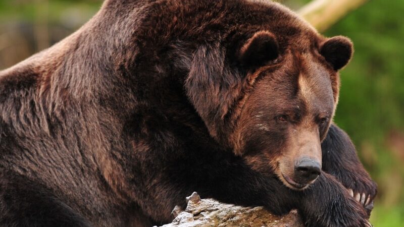 Lokys apiplėšė šokolodo parduotuvę