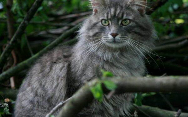 Globotinio pusryčiai: karališkas gražuolis Lordas Pilkis ieško nuosavos rezidencijos