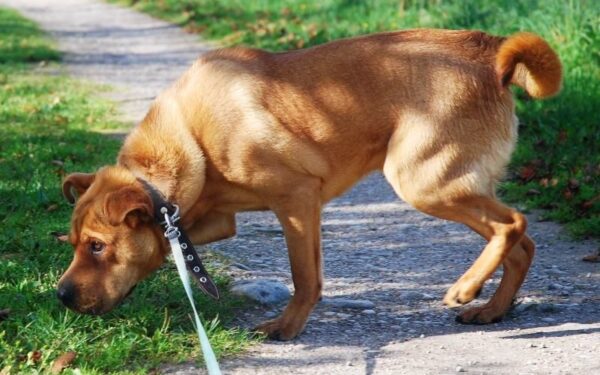 Globotinio pusryčiai. Šunelio Lordo laiškas būsimiems šeimininkams (foto)