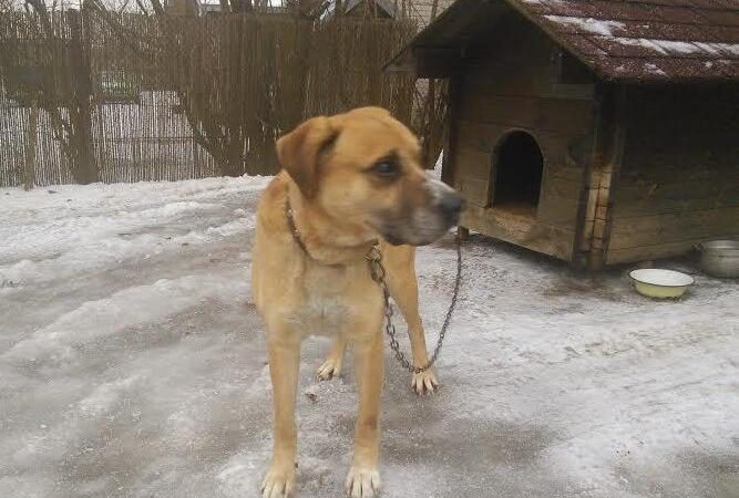 Globotinio pusryčiai: Lordas – aklas ir, mirus šeimininkui, vienišas