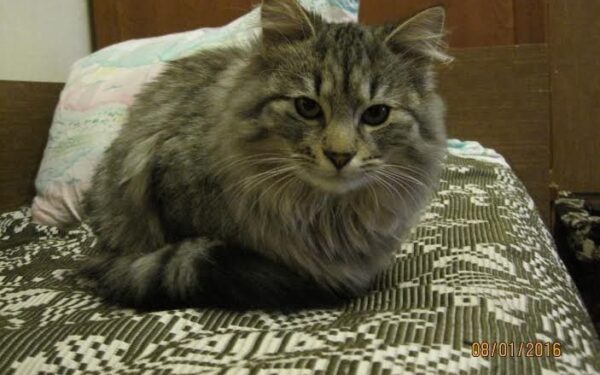 Globotinio pusryčiai: namų ieško keturi katinėliai