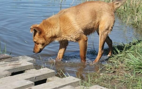 Globotinio pusryčiai. Namų ieško ugningoji gražuolė Lota (foto)
