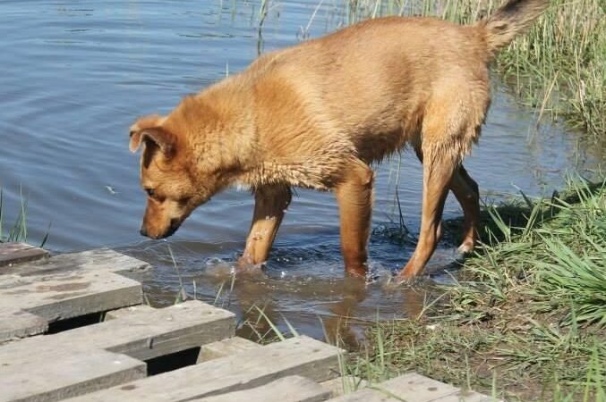 Globotinio pusryčiai. Namų ieško ugningoji gražuolė Lota (foto)