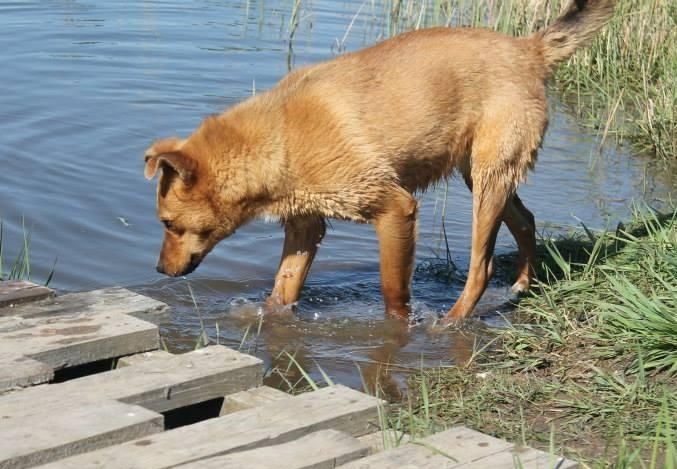 Globotinio pusryčiai. Namų ieško ugningoji gražuolė Lota (foto)