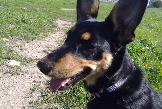 Globotinio pusryčiai: gražuolė kalaitė Luka ieško mylinčių šeimininkų