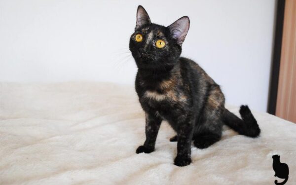 Globotinio pusryčiai: marmurinė katytė Luna