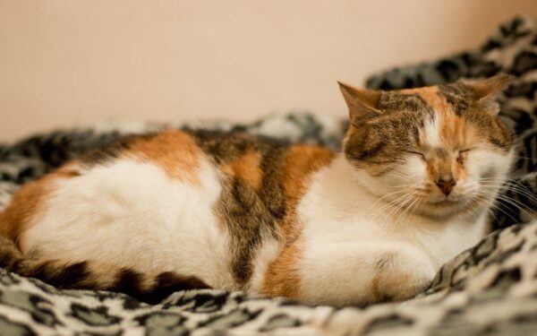 Globotinio pusryčiai: žmogaus meilės trokštanti Luna