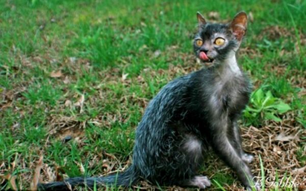 JAV veisėjai atvėrė vilkinių katinų epochos duris (foto)