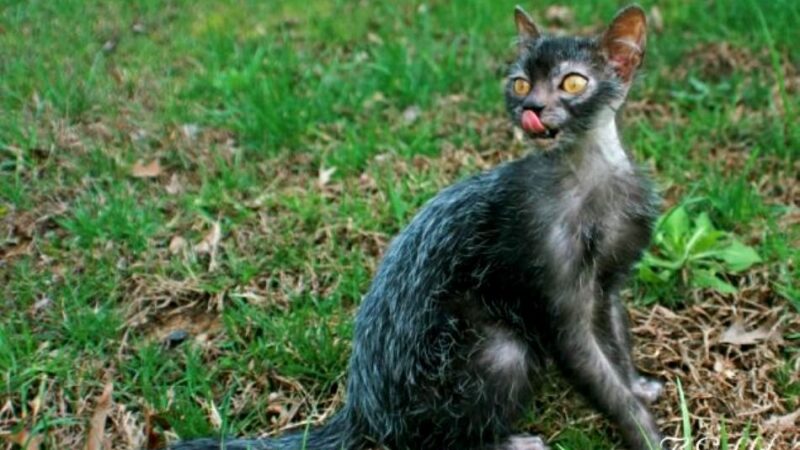 JAV veisėjai atvėrė vilkinių katinų epochos duris (foto)