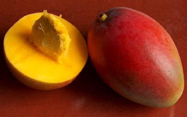 Karštos vištienos salotos