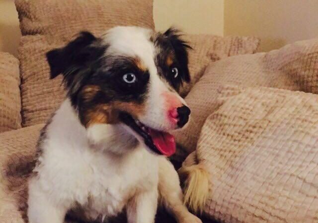 Globotinio pusryčiai: Margė