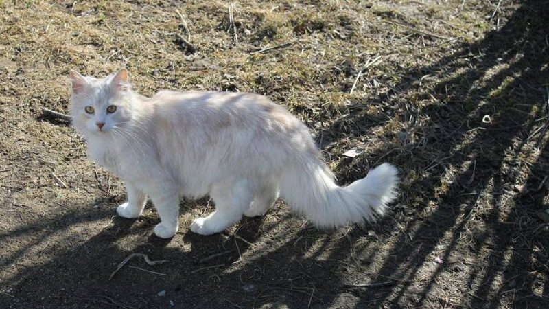 Globotinio pusryčiai. Namų ieško gražuolis Markizas (foto)