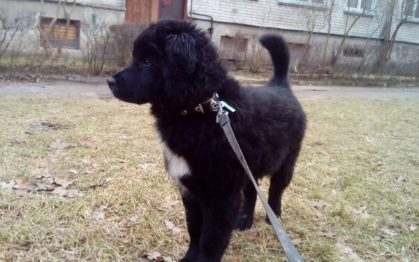 Globotinio pusryčiai: meškutis Marlis ieško namų