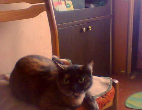 Globotinio pusryčiai: marmurinė katytė ieško namų