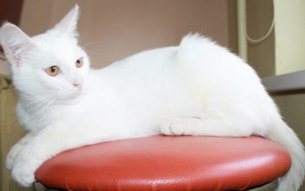 Globotinio pusryčiai: Baltasis Mau ieško namų