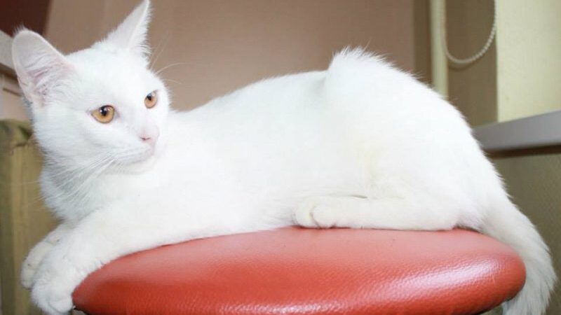 Globotinio pusryčiai: Baltasis Mau ieško namų